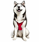 Anti-anxiety compression shirt for 3XL - 5XL dogs