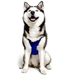 Anti-anxiety compression shirt for 3XL - 5XL dogs