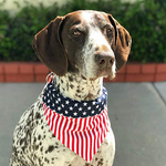 Pet Bandanna