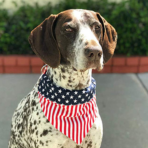 Pet Bandanna